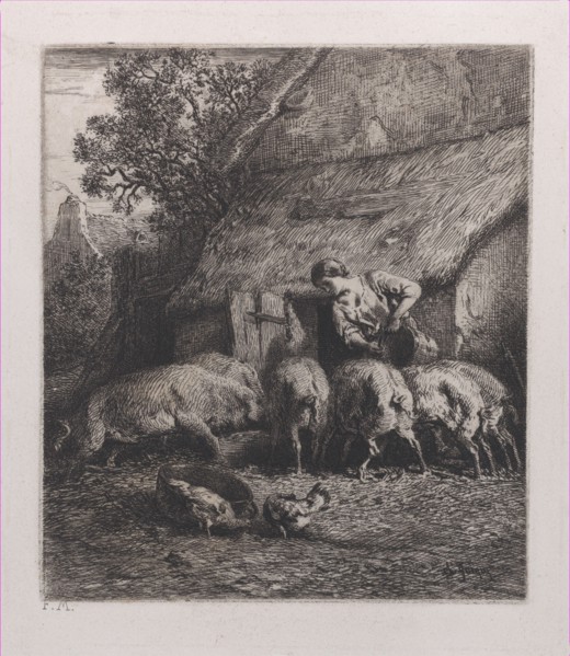 Woman Feeding Pigs