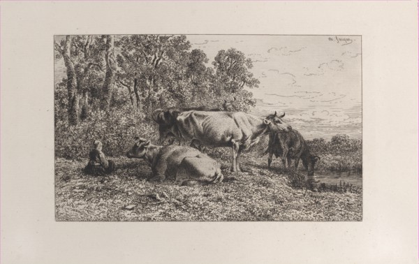 Dutch Cows
