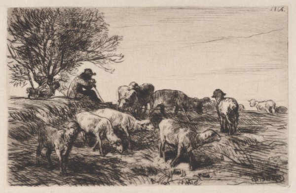 Herd of Sheep