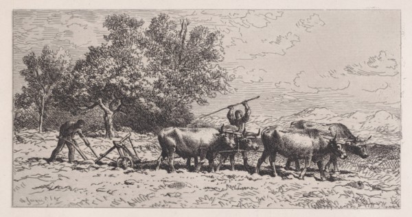 Attelage de Boeufs