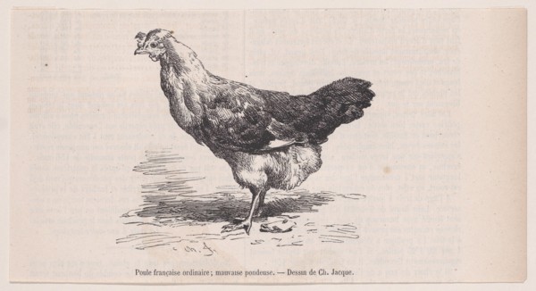 Poule française ordinaire; mauvaise pondeuse.; from Magasin Pittoresque