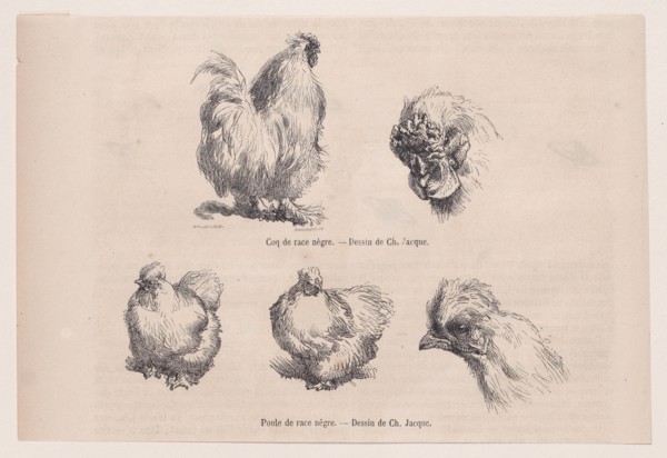 Silkie Cockerel and Silkie Hen