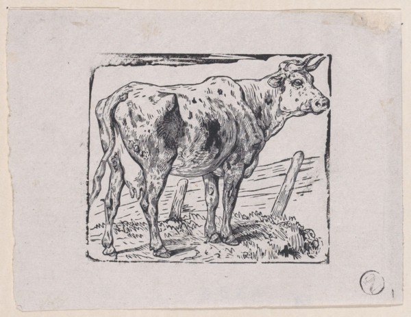 A Cow