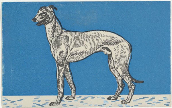 Greyhound