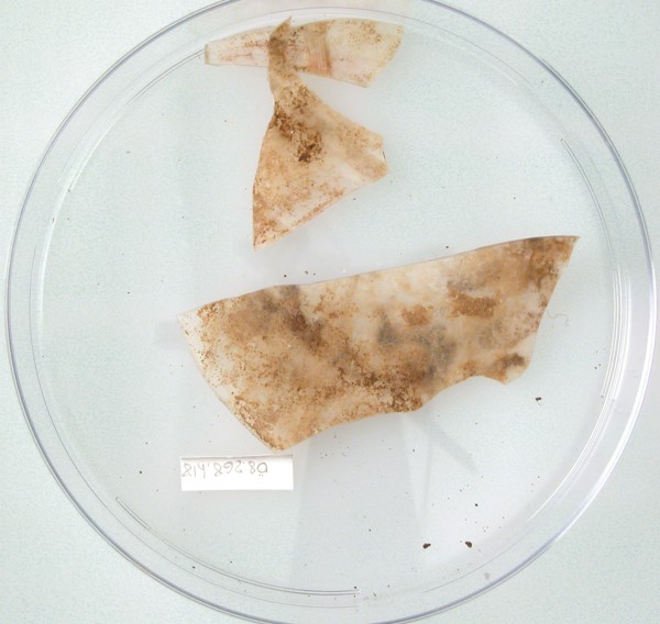 Glass Fragments