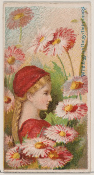 Wild English Daisy: Daintiness, from the series Floral Beauties and Language of Flowers (N75) for Duke brand cigarettes, 1892.