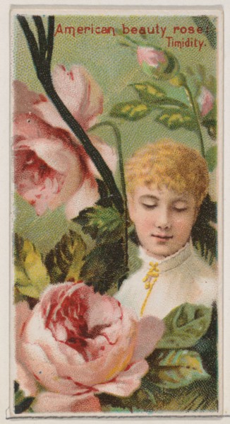 American Beauty Rose: Timidity, from the series Floral Beauties and Language of Flowers (N75) for Duke brand cigarettes, 1892.