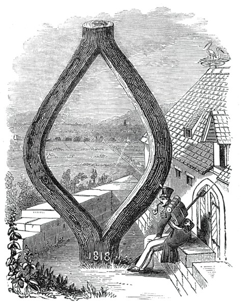 Curious Oak at Baden-Baden, 1844. Creator: Unknown.