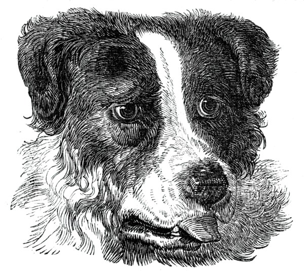 Head of the Newfoundland Dog, 1844. Creator: Unknown.