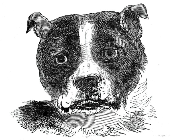 Head of the Bull Dog, 1844. Creator: Unknown.