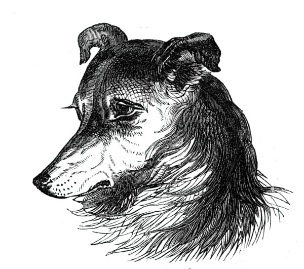 Head of the Shepherd's Dog, 1844. Creator: Unknown.