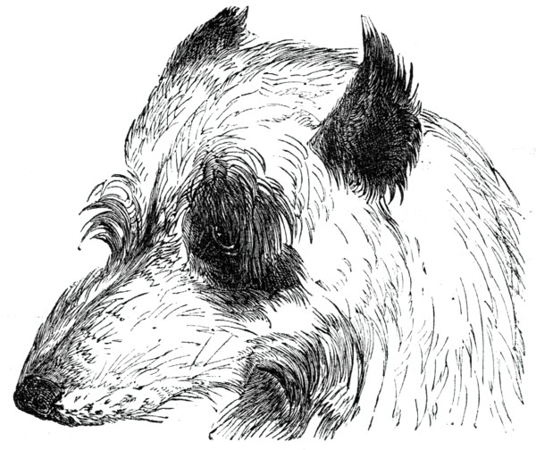 Head of the Wolf Dog , 1844. Creator: Unknown.
