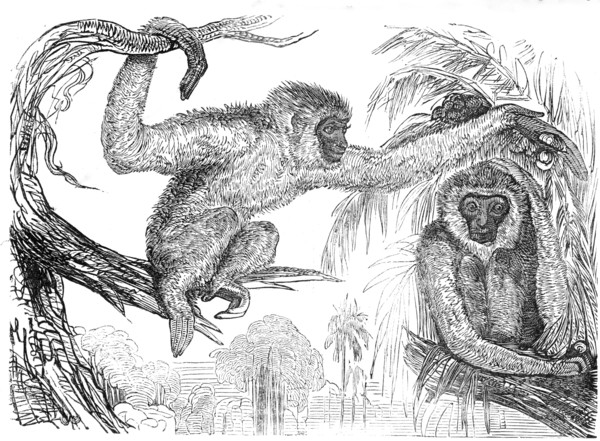 The "Wou-wou", or silvery gibbons, 1845. Creator: Unknown.