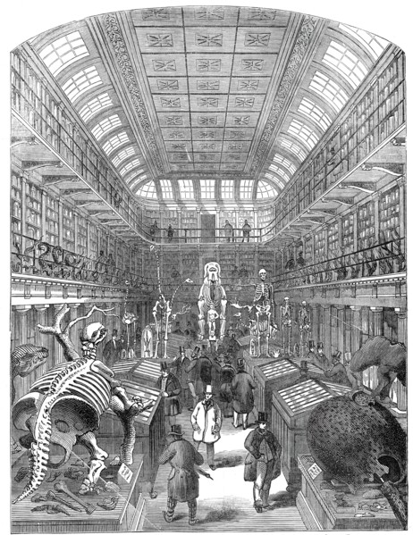 The Hunterian Museum, at the Royal College of Surgeons, 1845. Creator: Unknown.