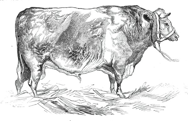 Mr. W. Fould's short-horned bull, 1844. Creator: Unknown.
