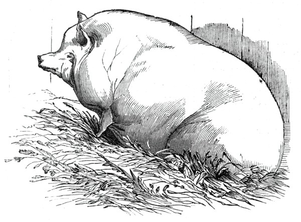 Mr. T.M. Goodlake's Wadley boar, 1844. Creator: Unknown.