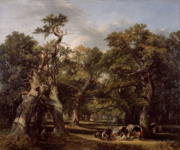 A Forest Glade