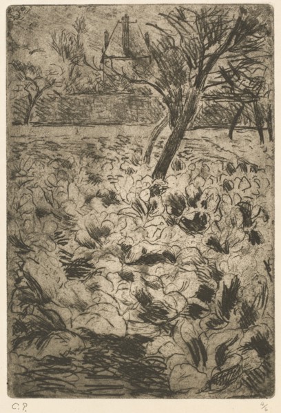 The Cabbage Field