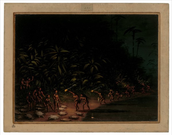 Turtle Hunt