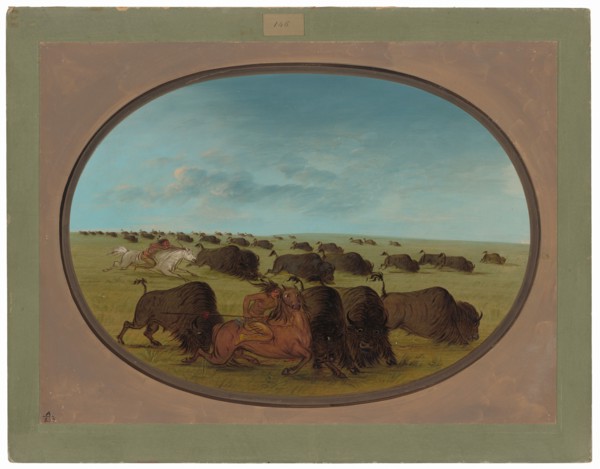 Buffalo Chase