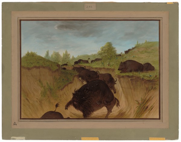 Grizzly Bears Attacking Buffalo