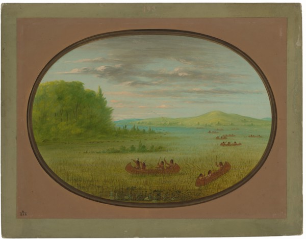 Gathering Wild Rice - Winnebago