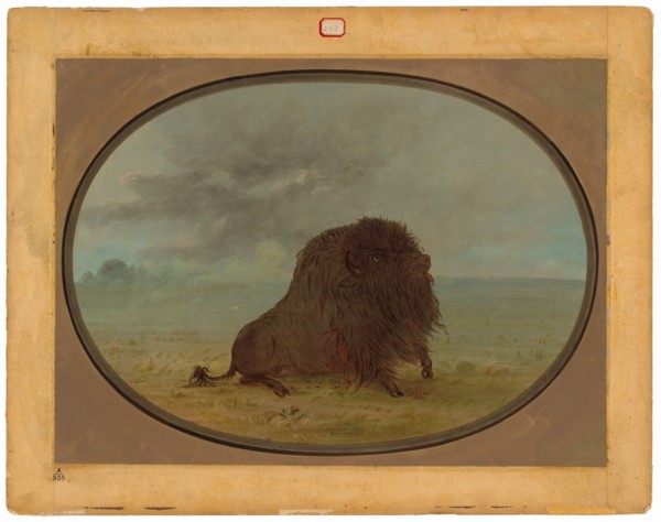 Dying Buffalo Bull