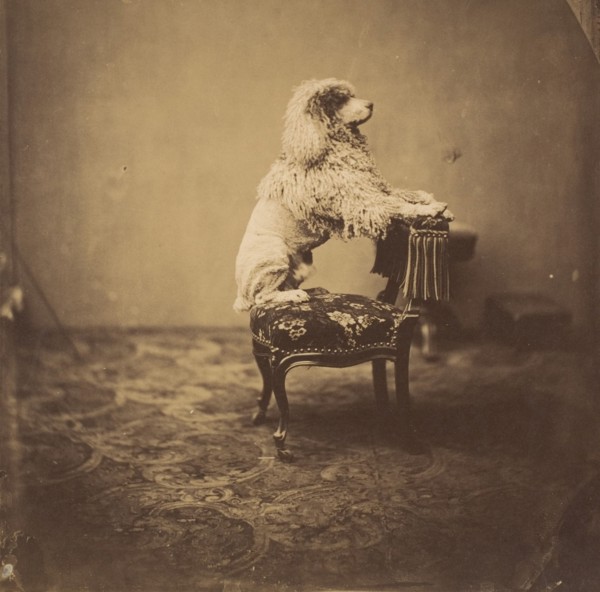 [Empress Eugénie's Poodle]