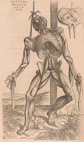 De humani corporis fabrica