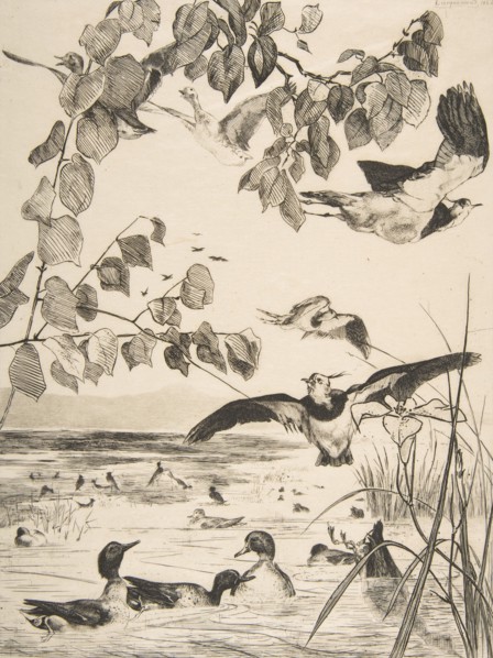 Vanneaux et Sarcelles