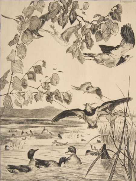 Vanneaux et Sarcelles
