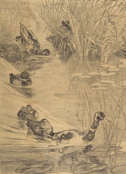 Ébats de canards
