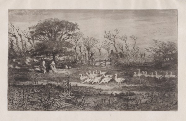 Geese