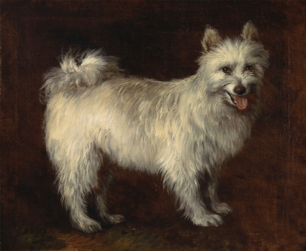 Spitz Dog;A Dog, ca. 1765.