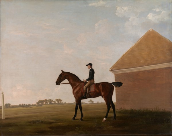Turf, with Jockey up, at Newmarket;Portrait of 'Turf' with Jockey up, ca. 1766.