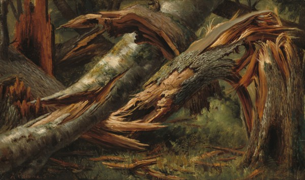 Fallen Tree, 1839/1845.