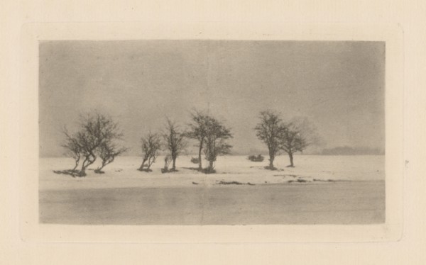 Gnarled Thorn Trees, 1893, printed 1895.