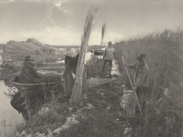 During the Reed-Harvest, 1886.