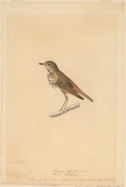 Hermit Thrush, 1820.