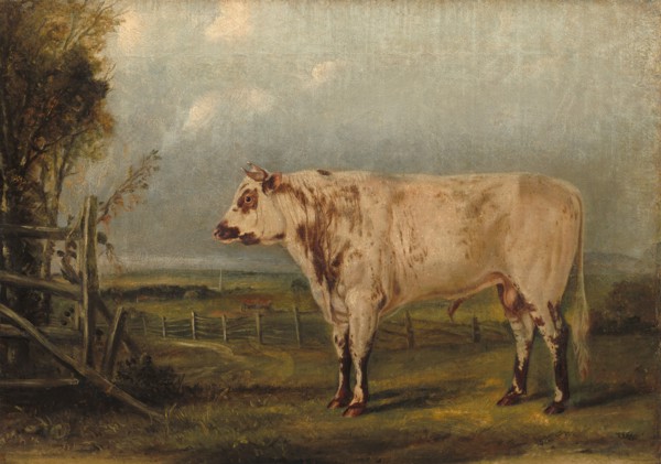 A Young Bull, c. 1849.