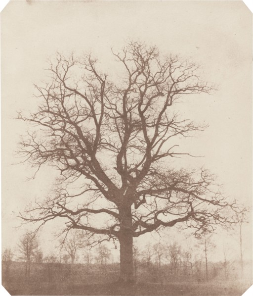 Oak Tree, mid-1840s.