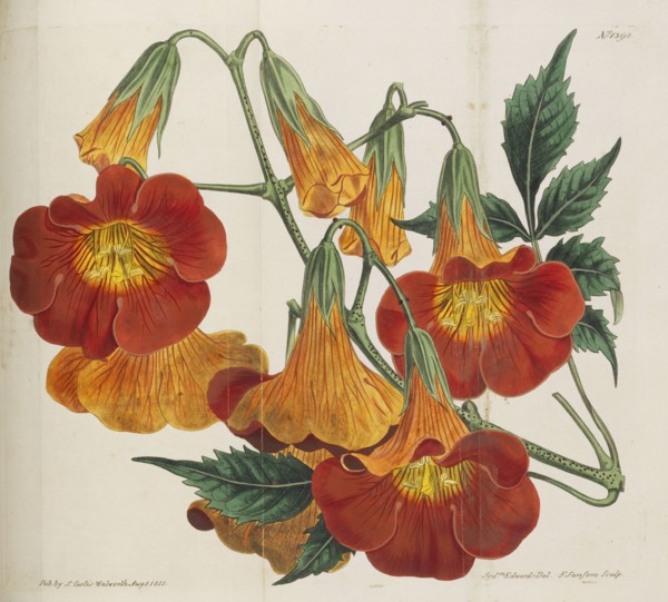 Botanical Magazine, 1787-1833. Private Collection.