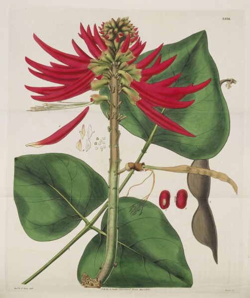 Botanical Magazine, 1787-1833. Private Collection.