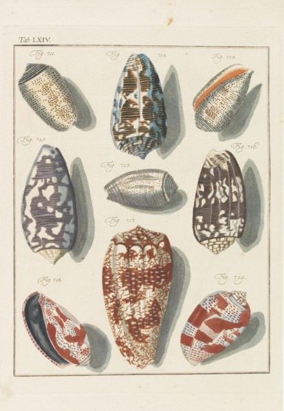 Neues systematisches Conchylien-Cabinet, 1768. Private Collection.