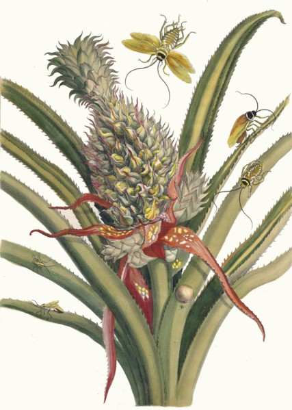 Ananas. From the Book Metamorphosis insectorum Surinamensium, 1705. Private Collection.