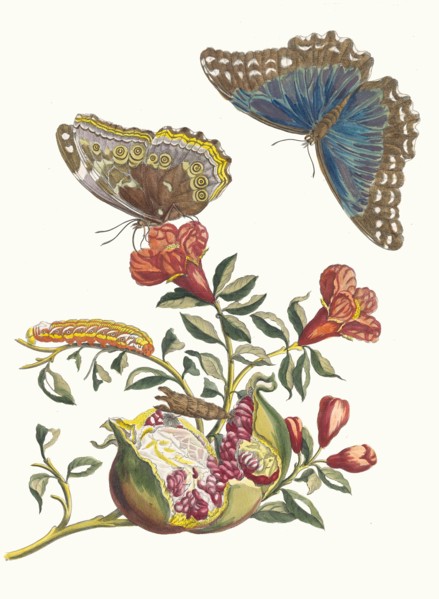Grenadier. From the Book Metamorphosis insectorum Surinamensium, 1705. Private Collection.