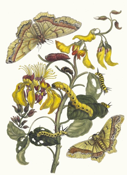 Pallisaden-boom. From the Book Metamorphosis insectorum Surinamensium, 1705. Private Collection.