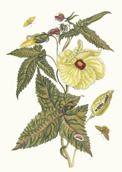 Muscus-Bloem. From the Book Metamorphosis insectorum Surinamensium, 1705. Private Collection.