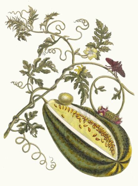 Melon d'Eau. From the Book Metamorphosis insectorum Surinamensium, 1705. Private Collection.