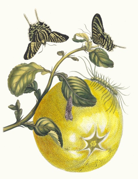 Pompelmous. From the Book Metamorphosis insectorum Surinamensium, 1705. Private Collection.